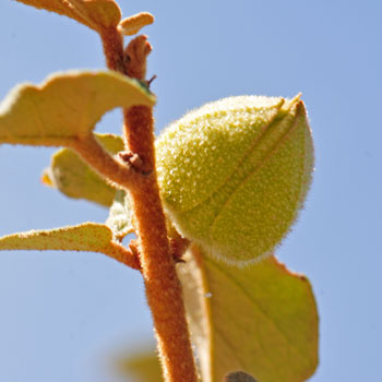 Fremontodendron californicum, California Flannelbush